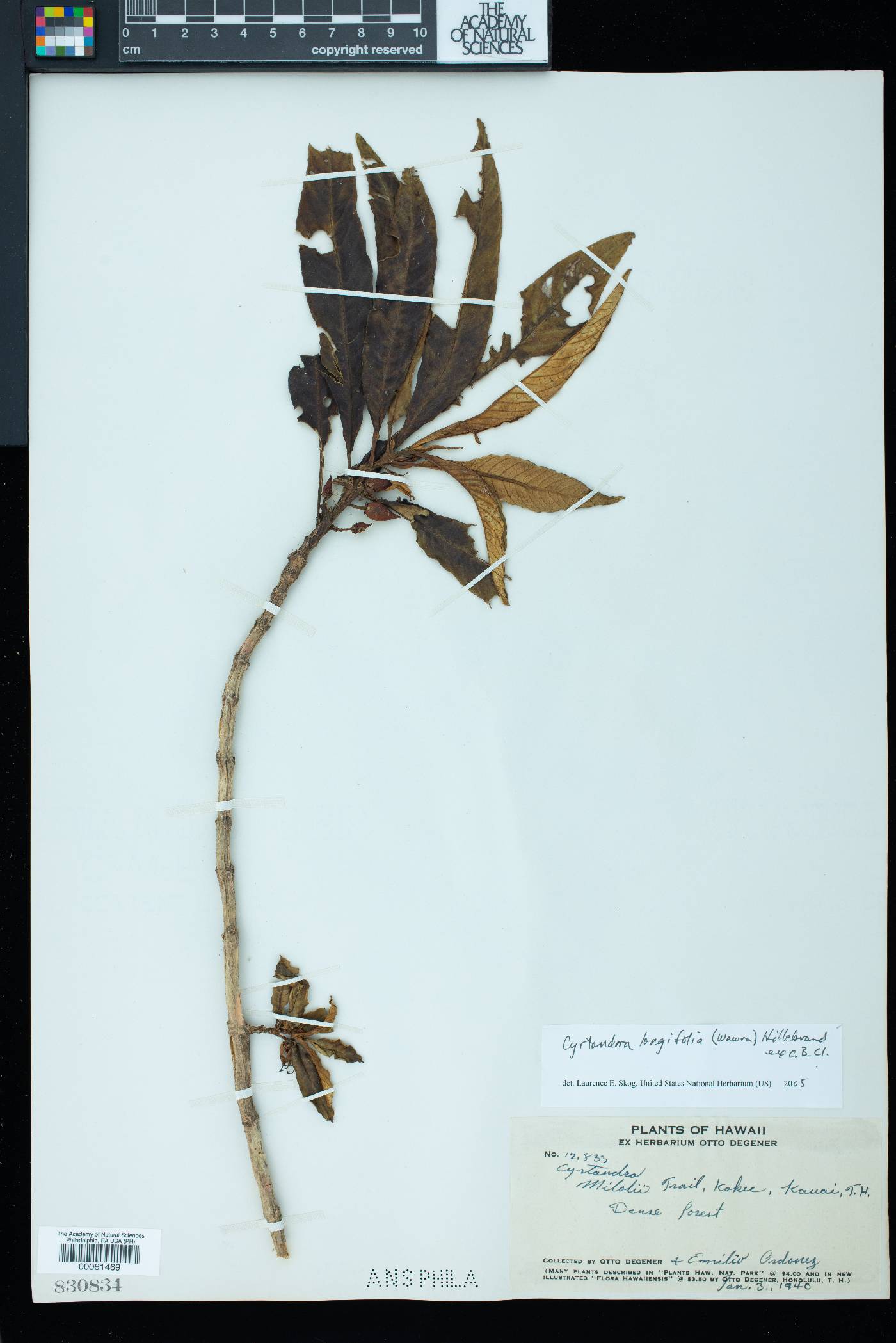 Cyrtandra longifolia image