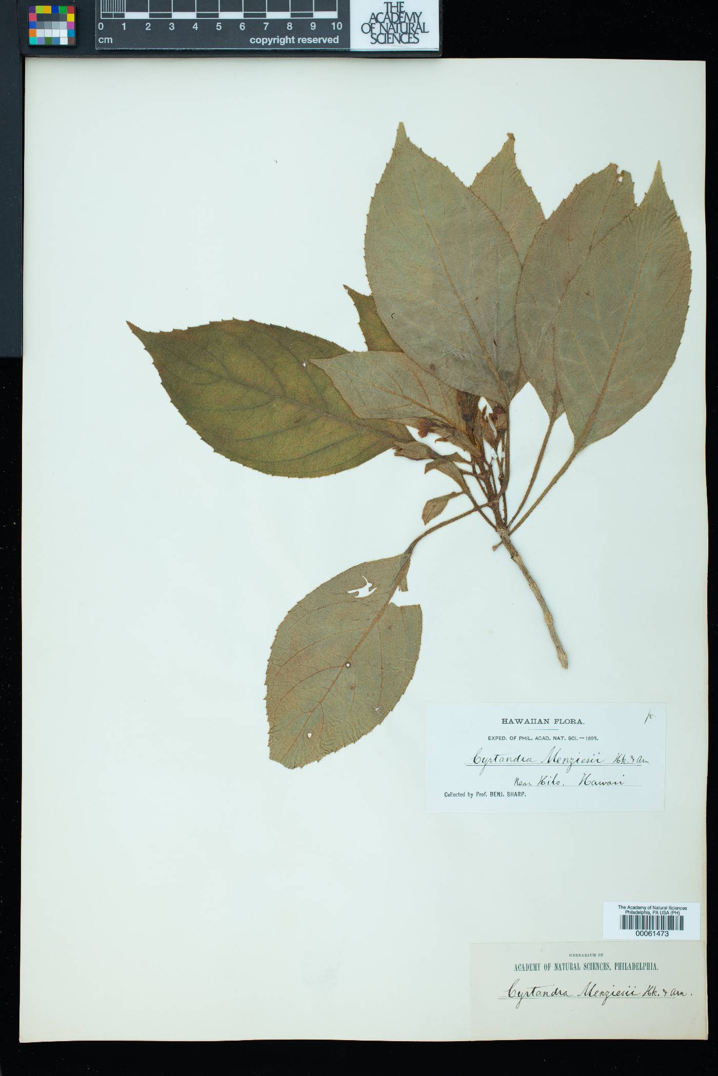Cyrtandra menziesii image