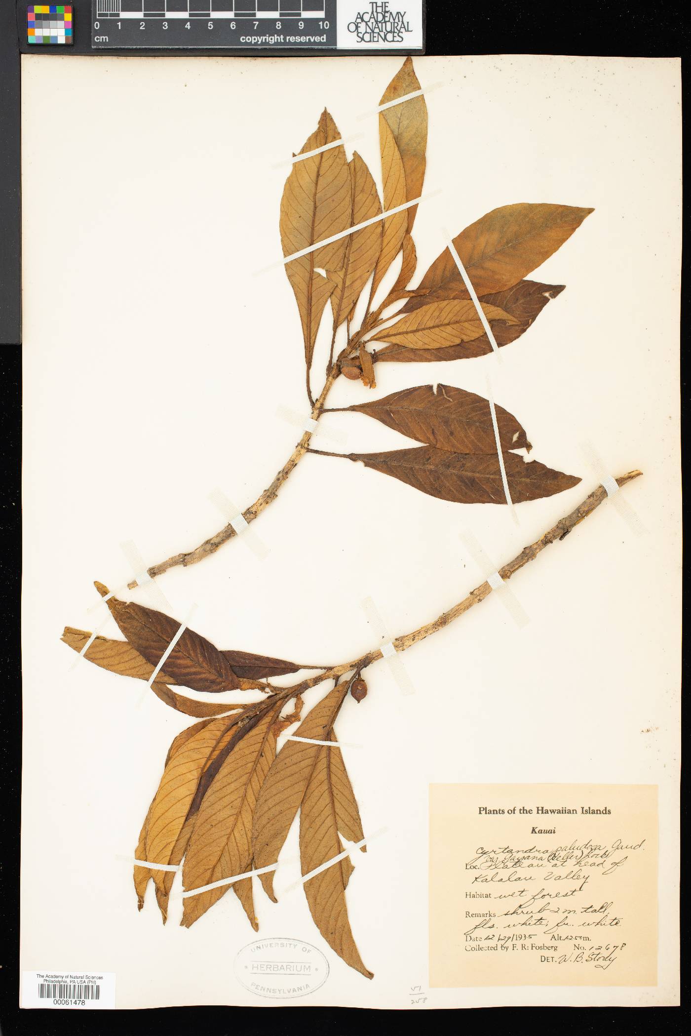 Cyrtandra longifolia image