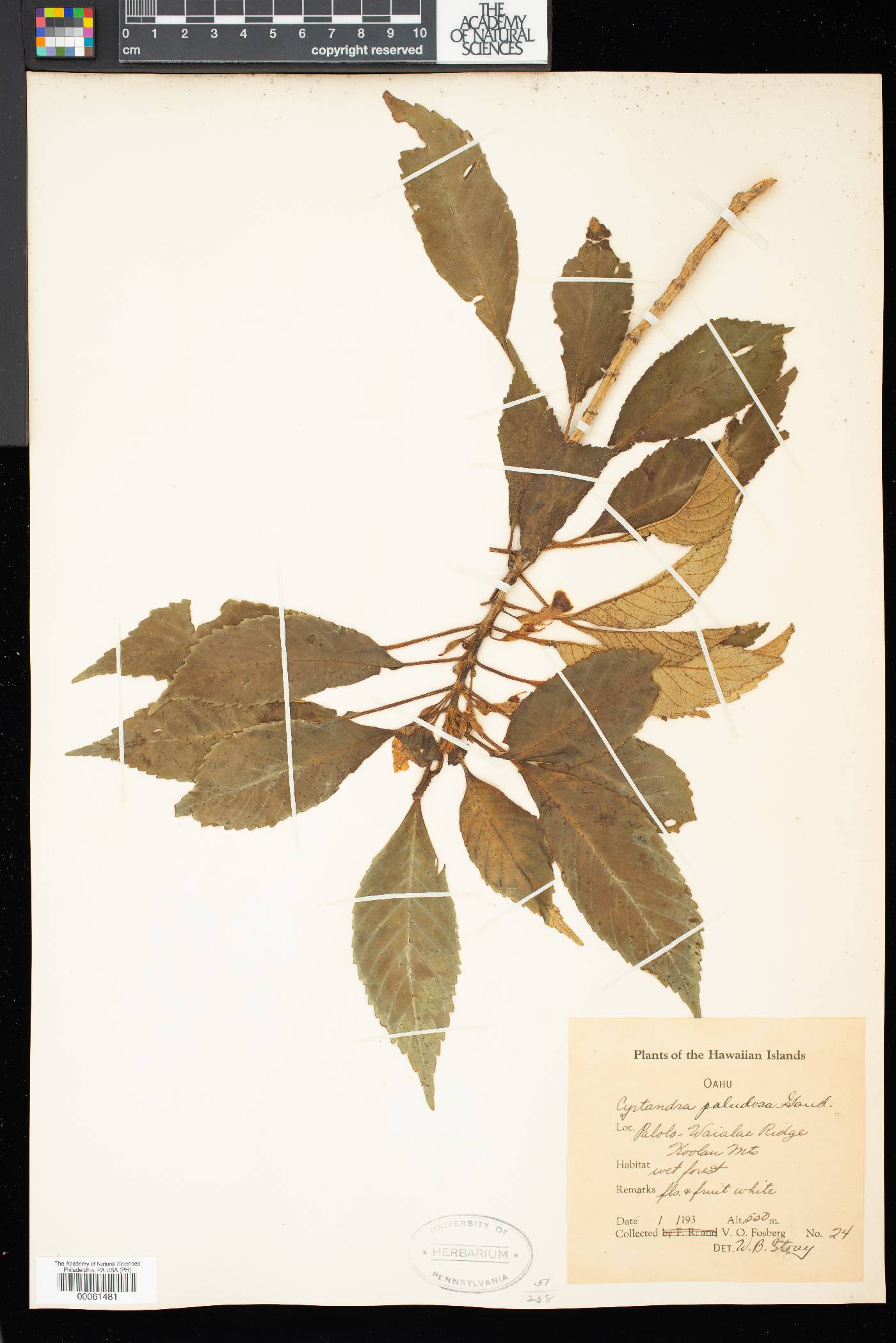 Cyrtandra paludosa image