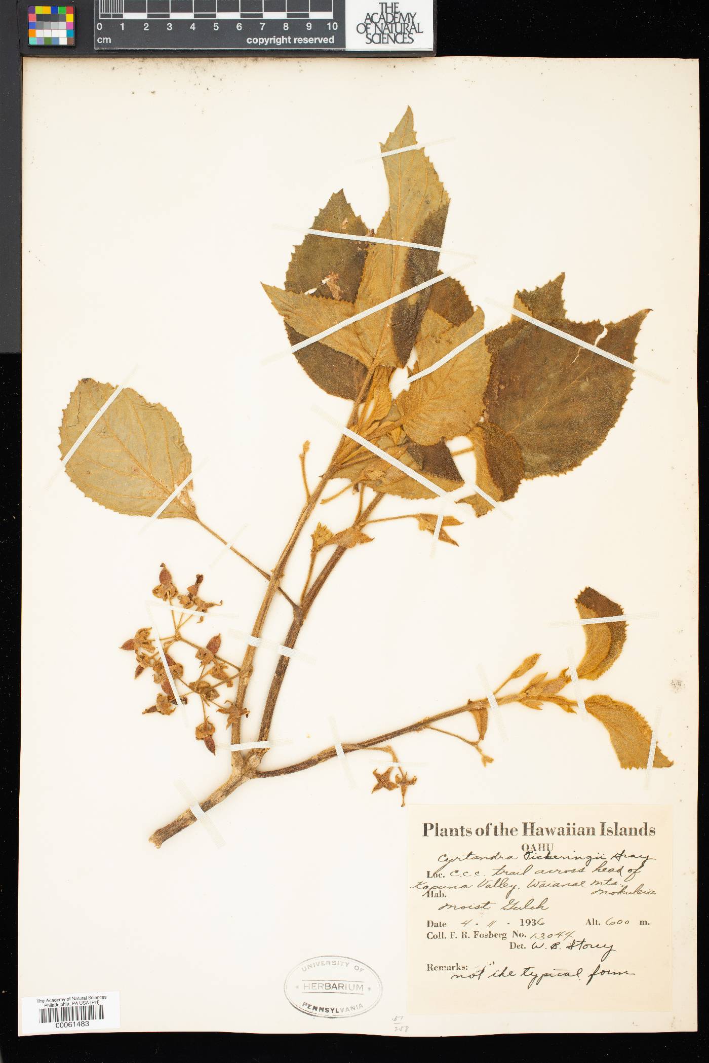 Cyrtandra pickeringii image