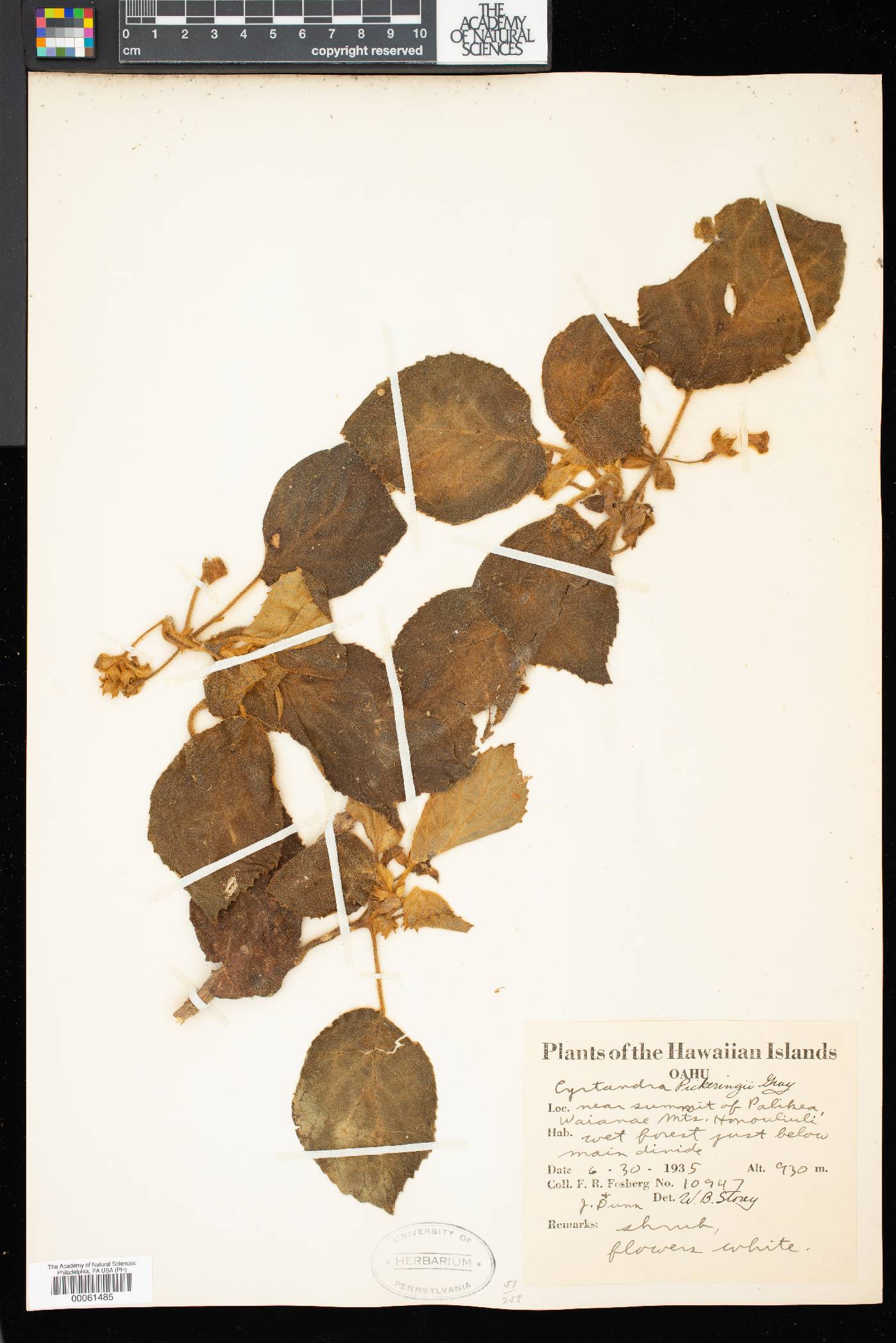 Cyrtandra pickeringii image