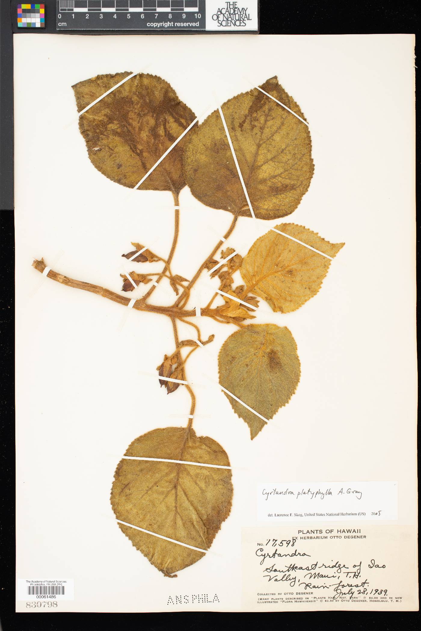 Cyrtandra platyphylla image