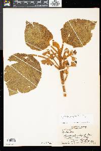 Cyrtandra platyphylla image