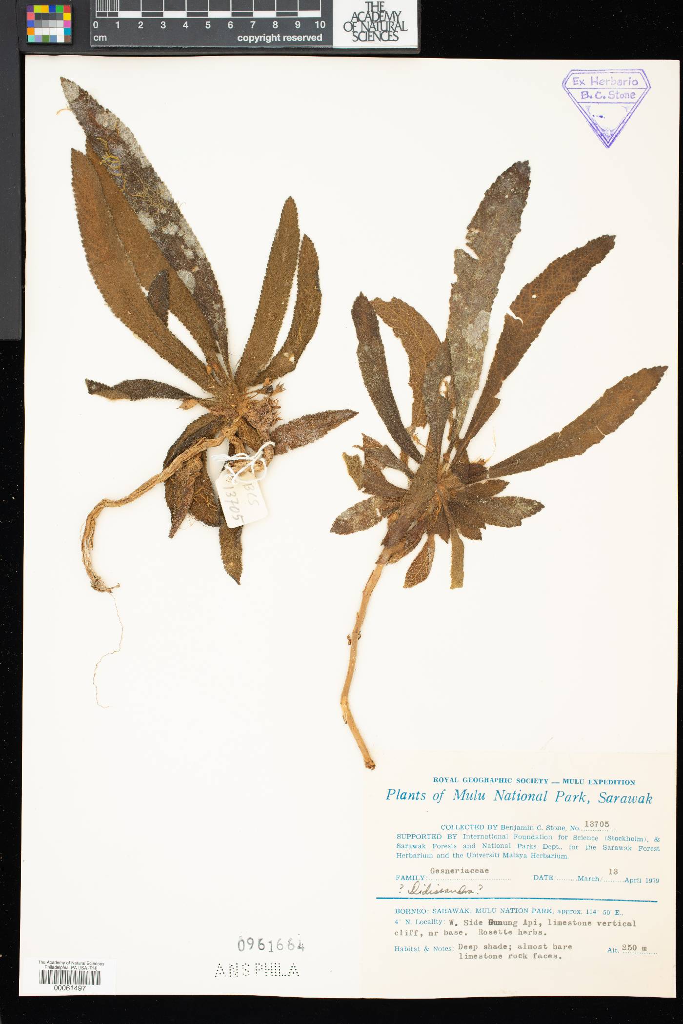 Didissandra image