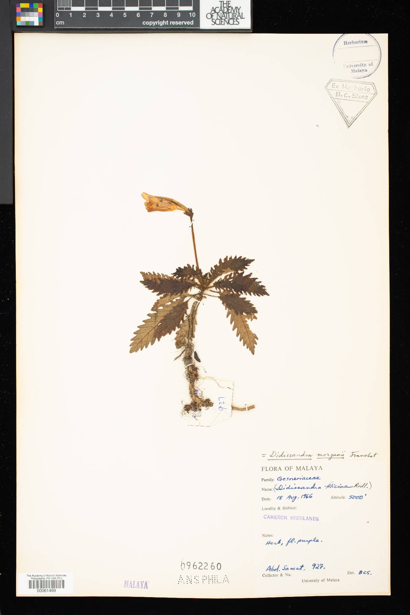 Ridleyandra morganii image