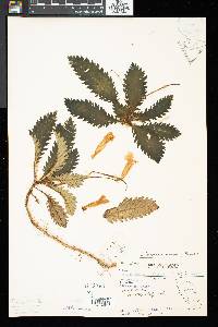 Ridleyandra morganii image