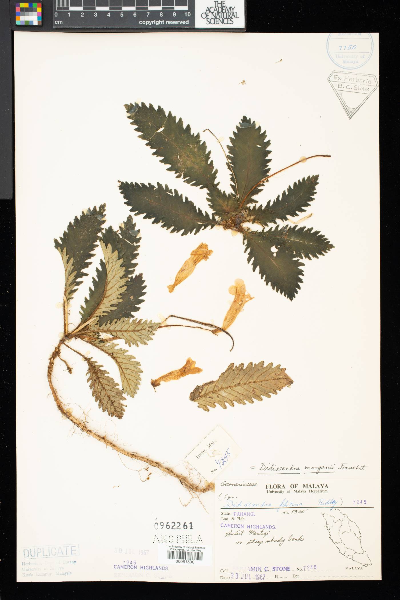 Ridleyandra morganii image
