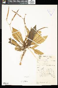 Ridleyandra quercifolia image