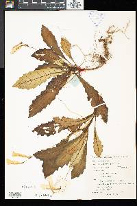 Ridleyandra quercifolia image