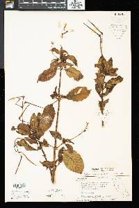 Henckelia hispida image