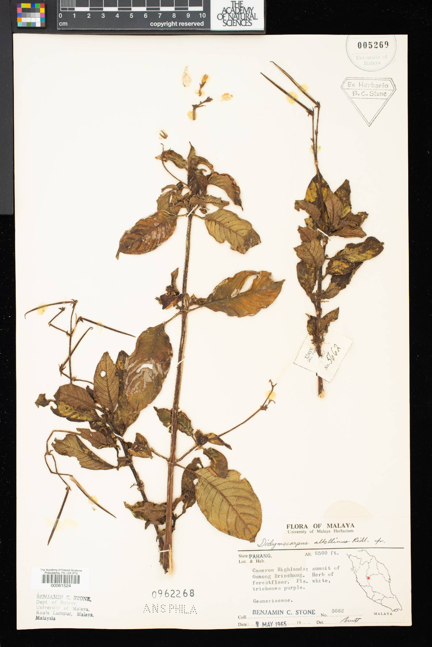 Henckelia hispida image