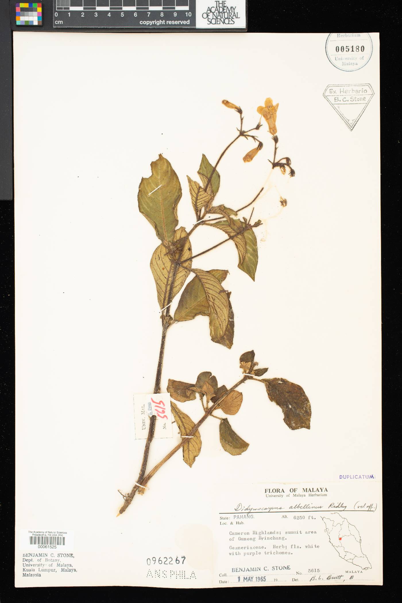 Henckelia hispida image
