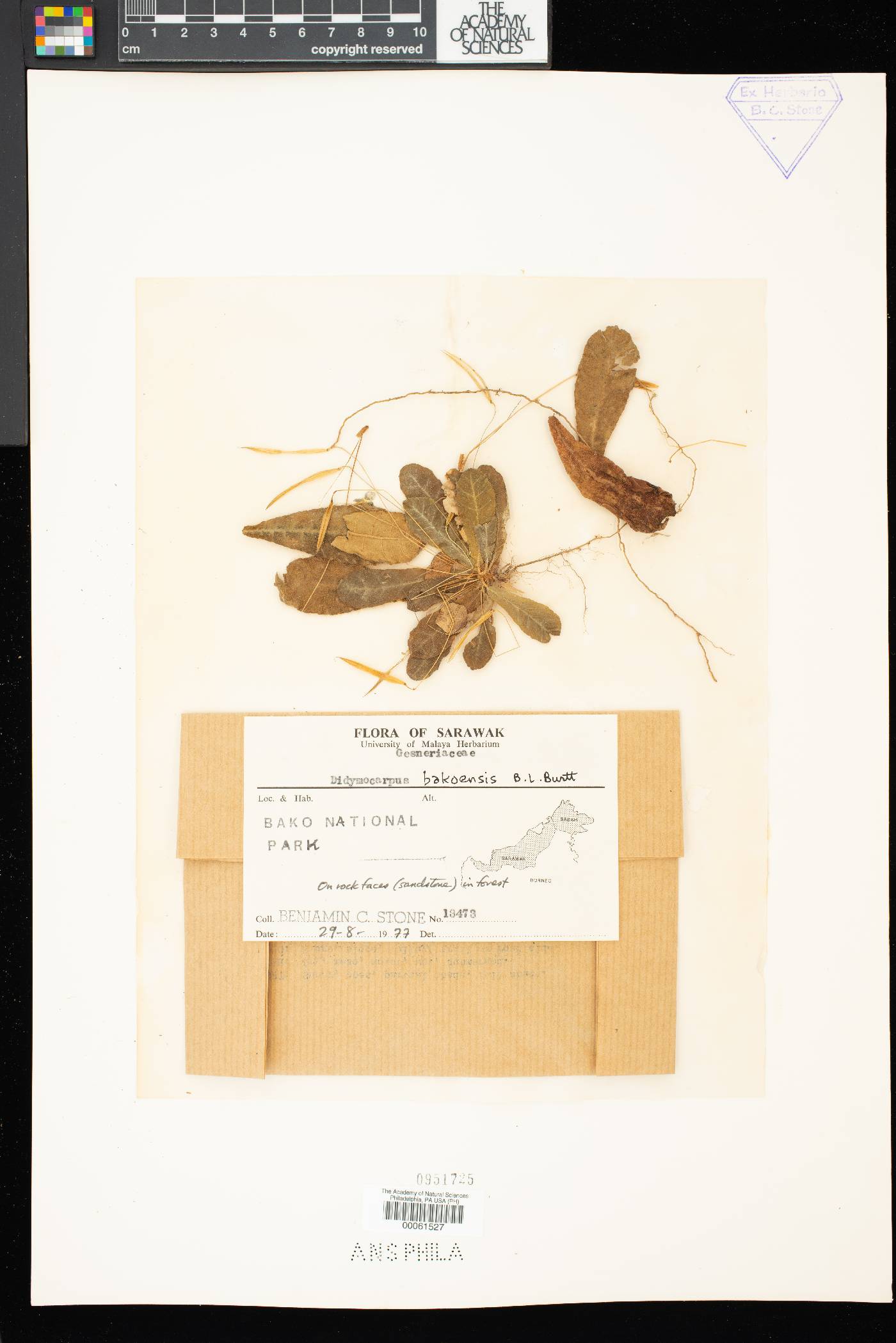 Henckelia bakoensis image