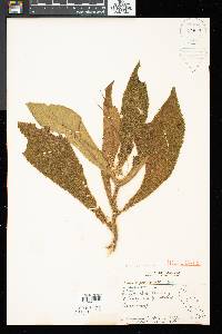 Henckelia crinita image