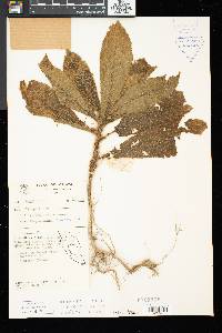 Henckelia crinita image