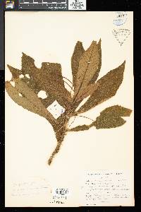 Henckelia crinita image