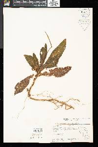 Henckelia crinita image