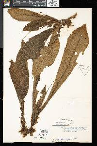 Henckelia crinita image