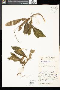 Henckelia crinita image