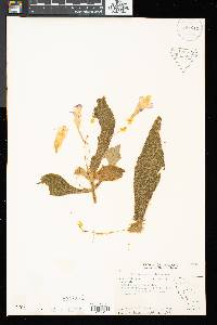 Henckelia crinita image
