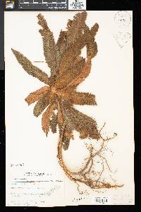 Media resource of Henckelia crenata