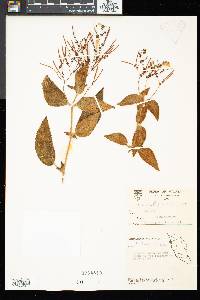 Image of Didymocarpus citrinus