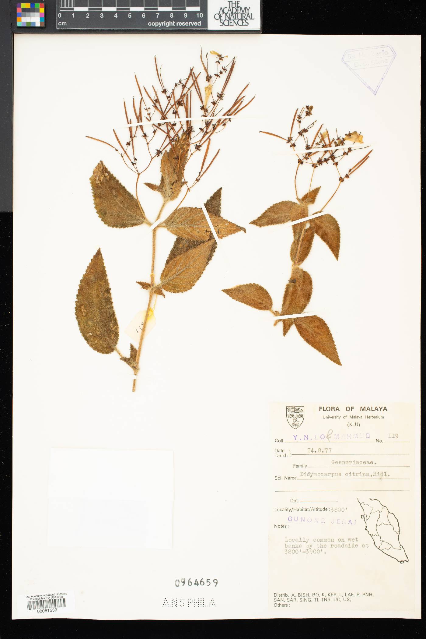 Didymocarpus citrinus image