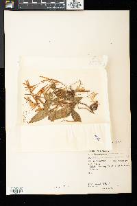 Didymocarpus citrinus image