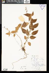 Didymocarpus citrinus image