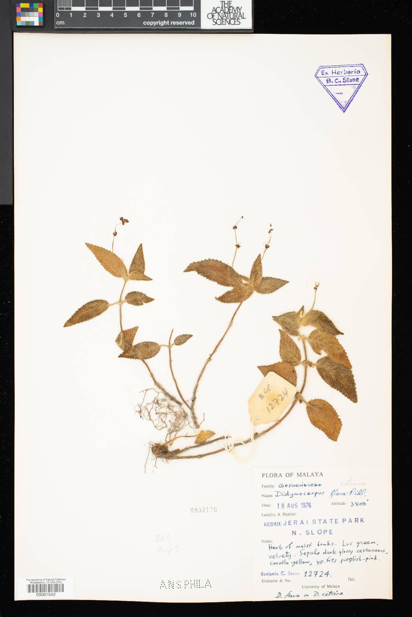 Didymocarpus citrinus image