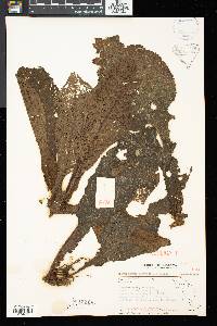 Henckelia platypus image