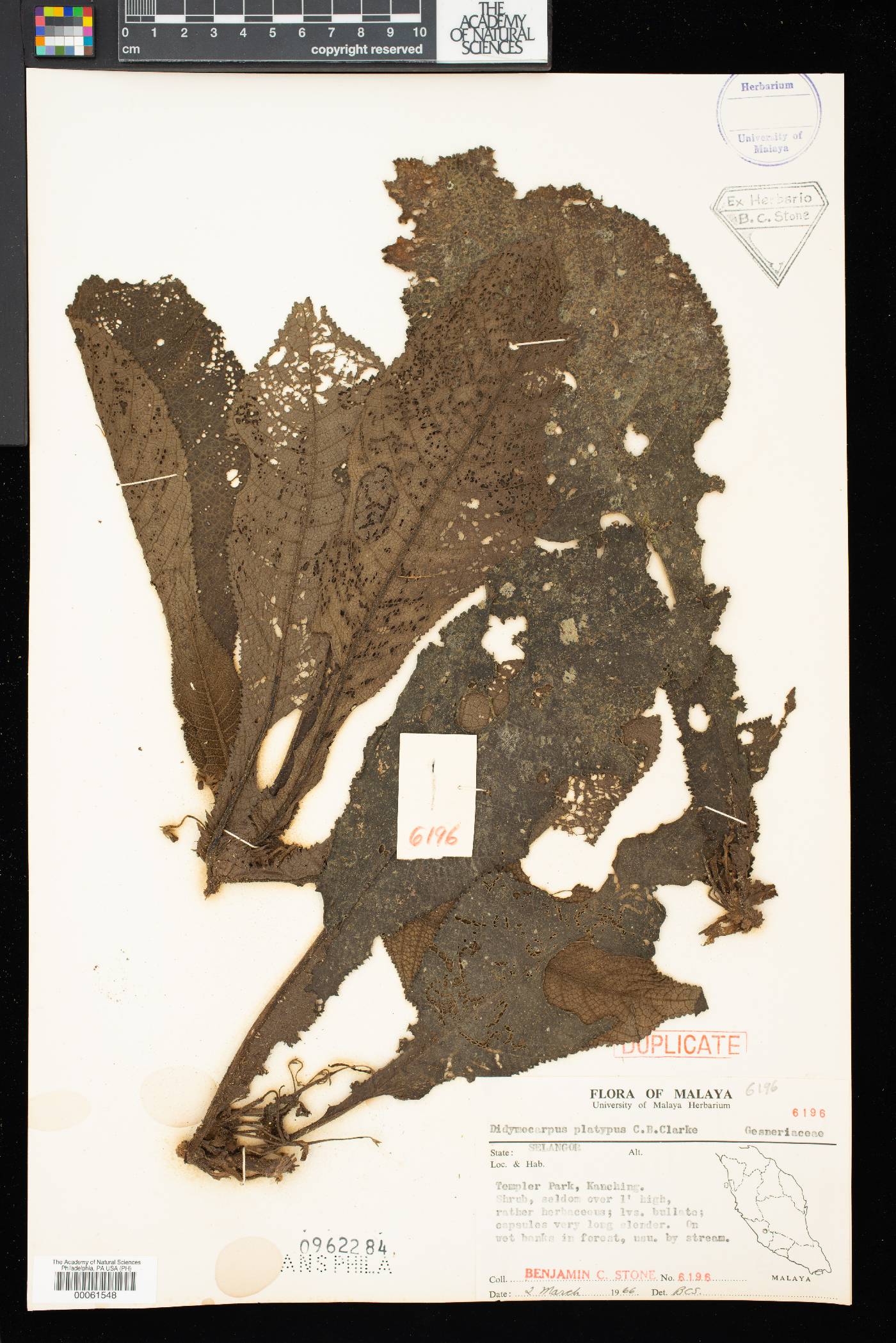 Henckelia platypus image