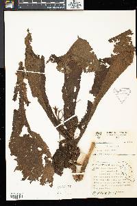 Henckelia platypus image