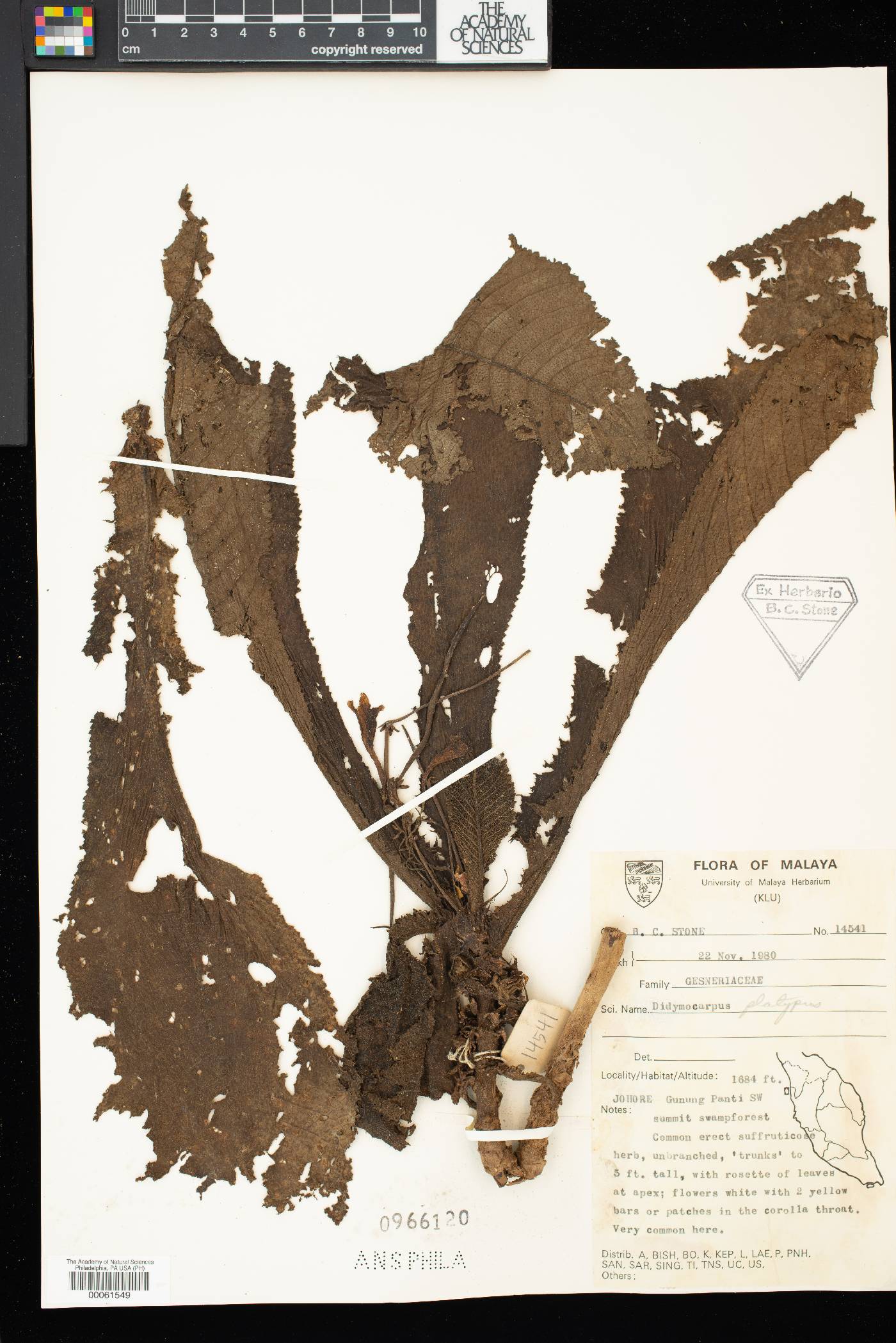 Henckelia platypus image