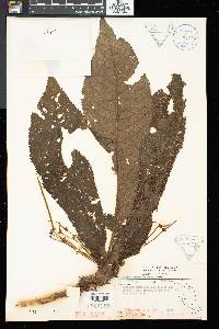 Henckelia platypus image