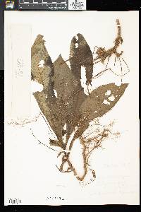 Henckelia platypus image