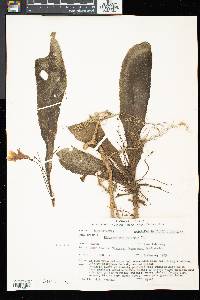 Henckelia platypus image