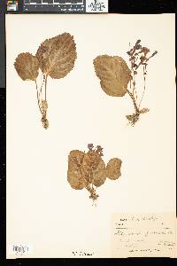 Didymocarpus pedicellatus image