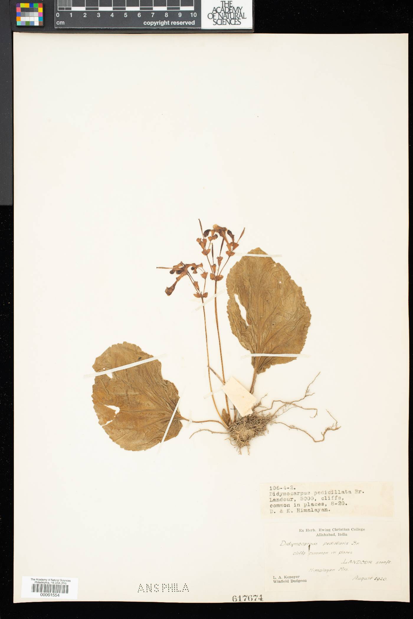 Didymocarpus pedicellatus image
