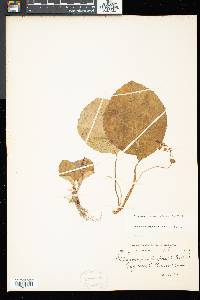 Didymocarpus pedicellatus image