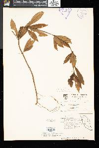 Henckelia parviflora image