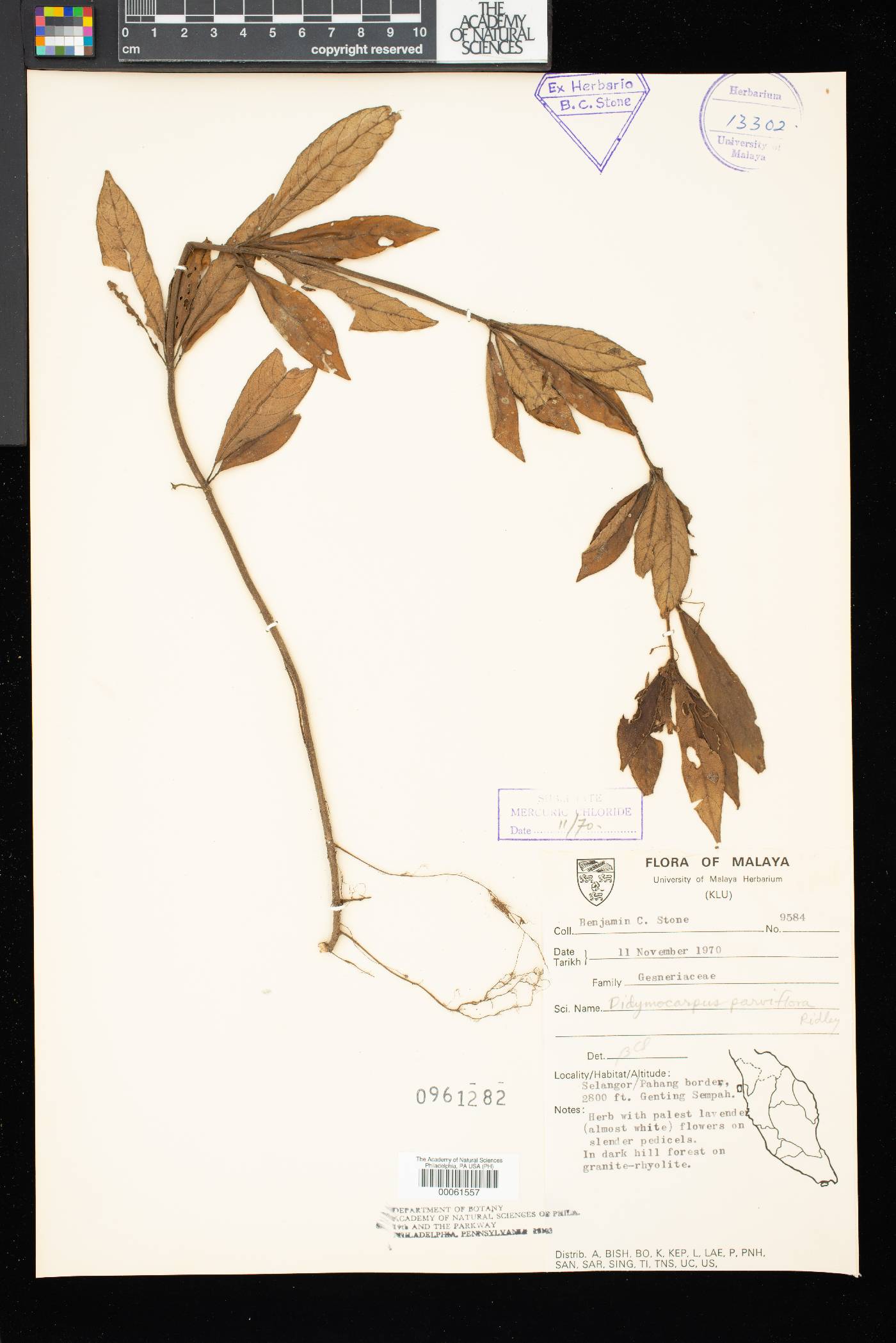 Henckelia parviflora image