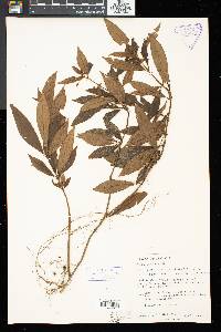 Henckelia parviflora image