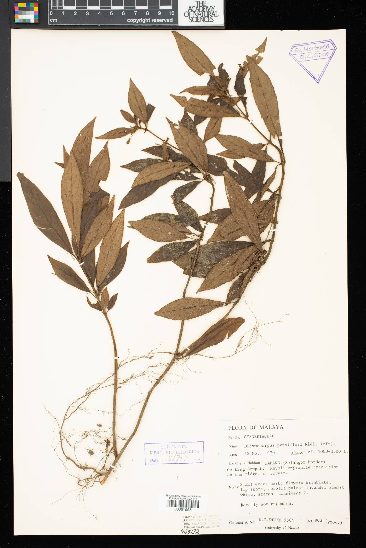 Henckelia parviflora image
