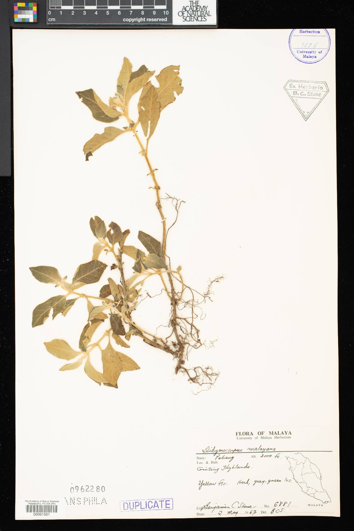 Henckelia malayana image