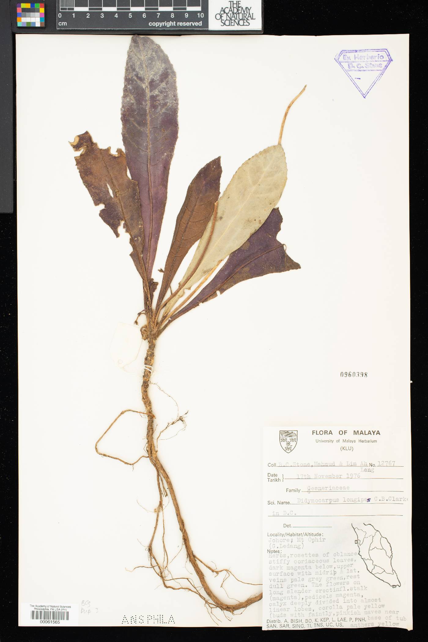 Henckelia longipes image