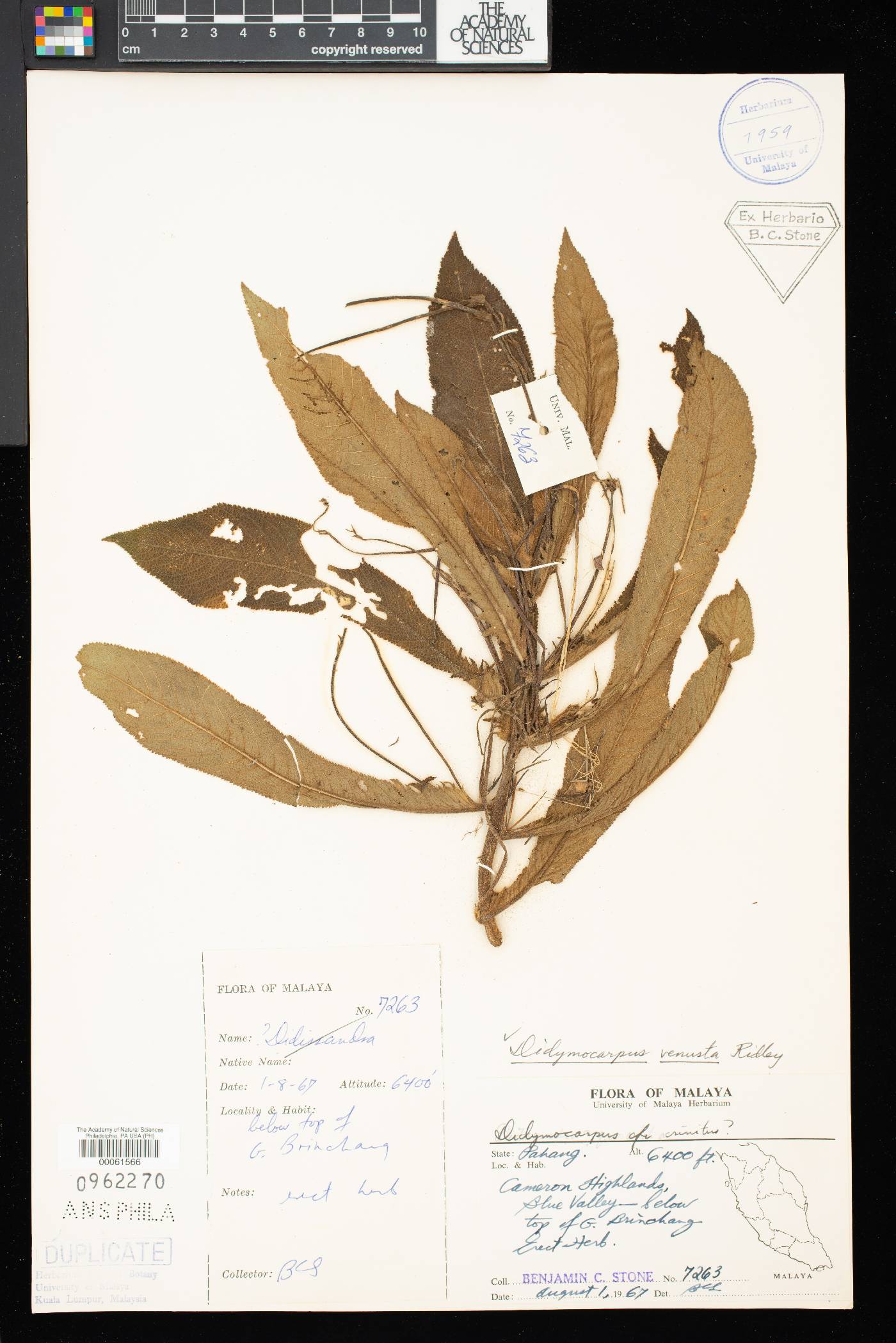 Henckelia venusta image