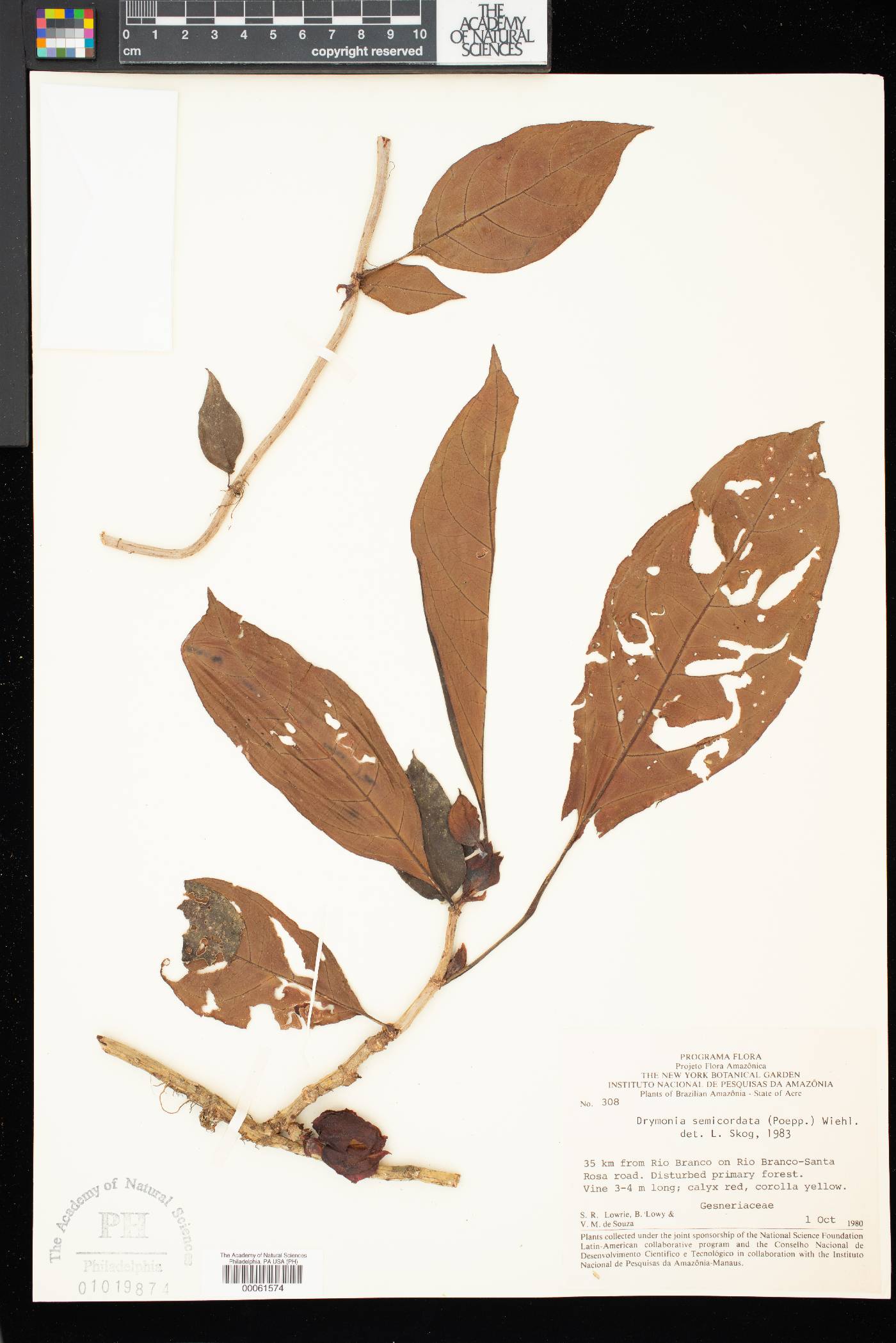 Drymonia semicordata image