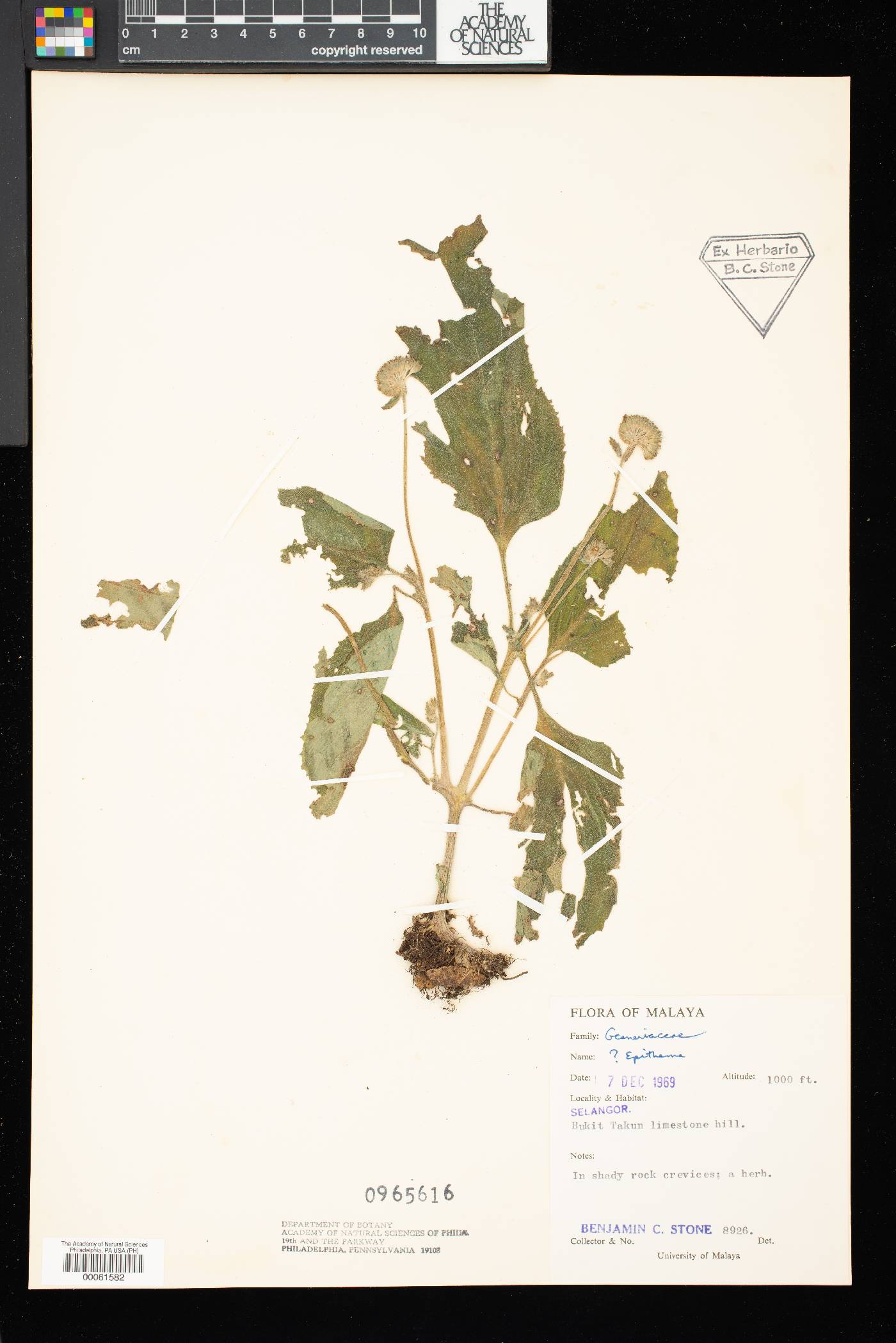 Epithema image